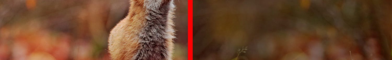 Bild av en räv, redigerad till vänster och oredigerad till höger